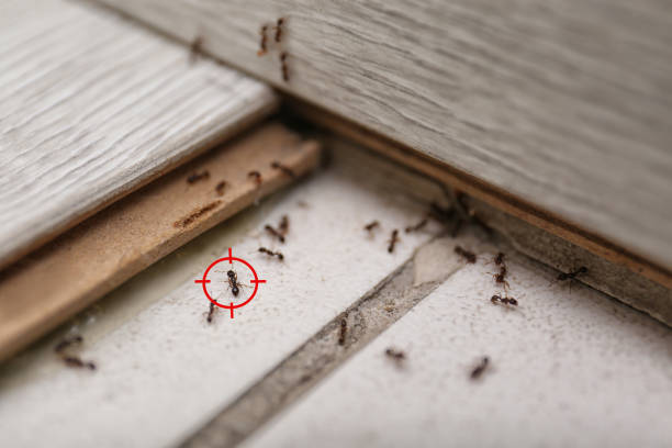 Best Pest Prevention Services  in Walhalla, SC
