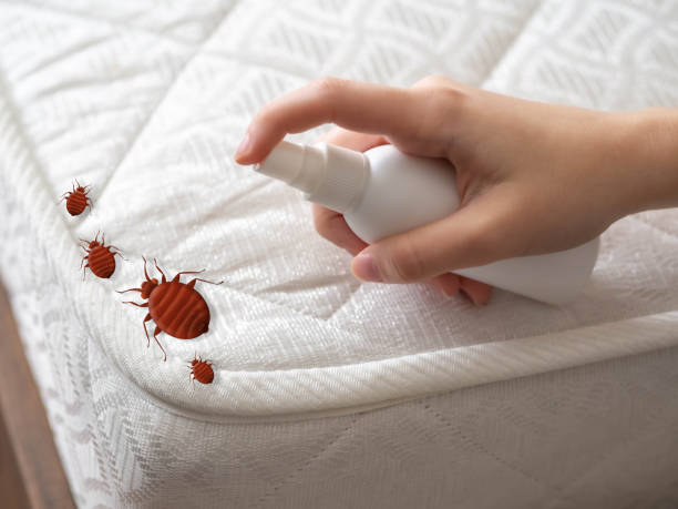 Best Affordable Pest Control Services  in Walhalla, SC