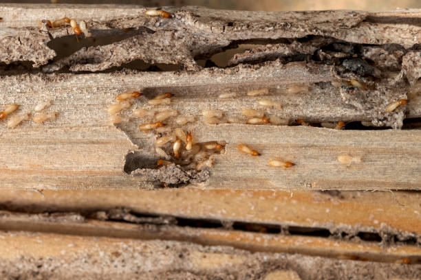 Best Exterminator Services  in Walhalla, SC
